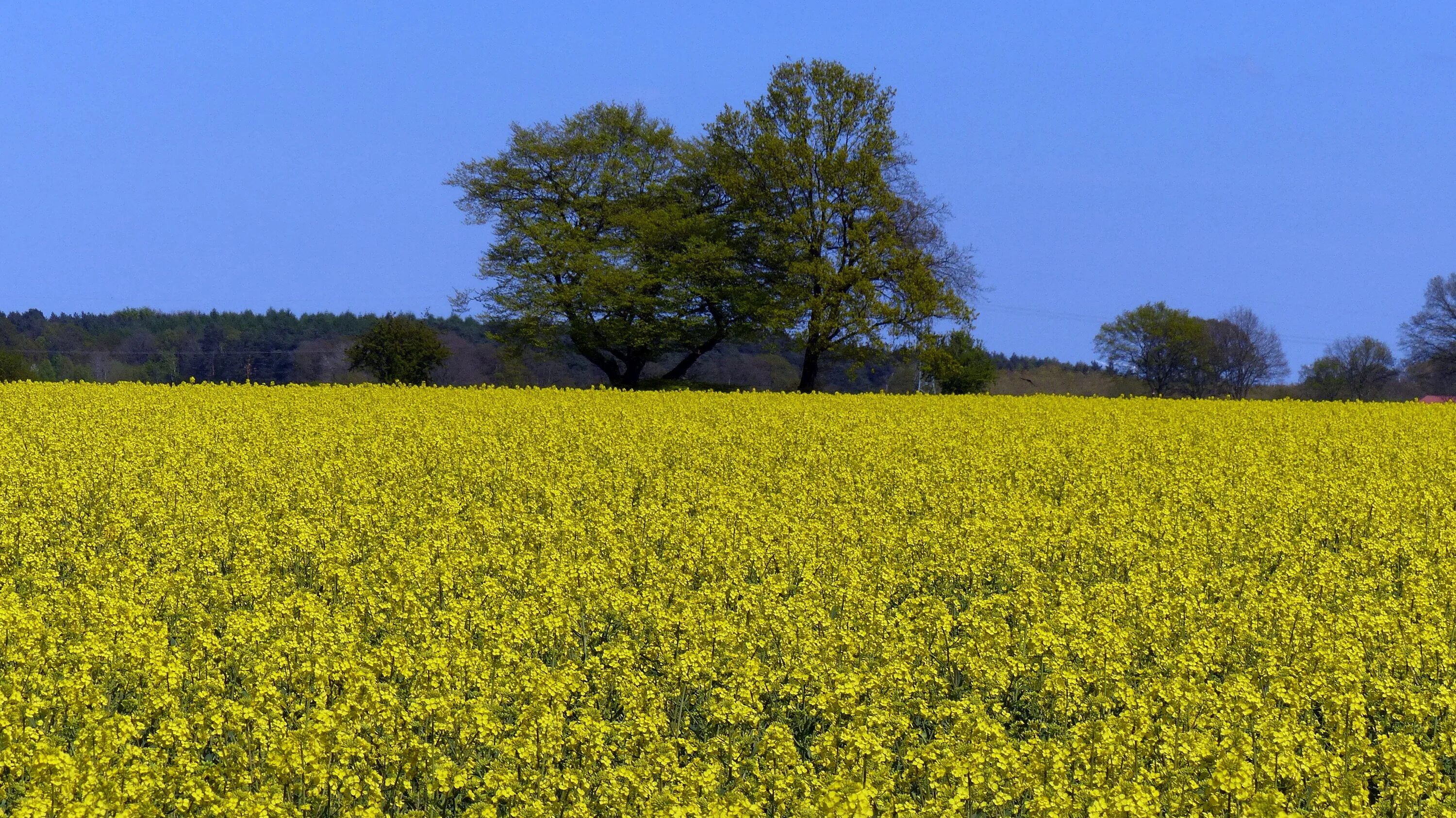 Поле сои цветущей фото Free Images : landscape, nature, meadow, prairie, flower, bloom, summer, food, p