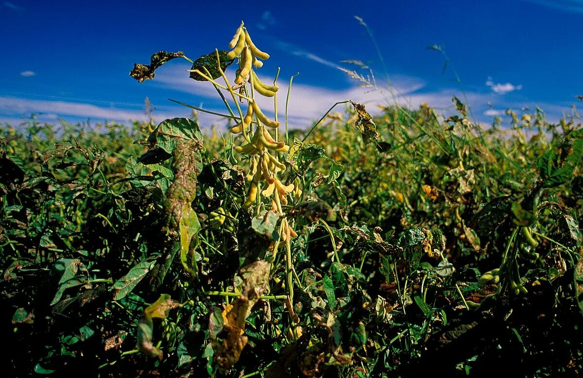 Поле сои цветущей фото File:CSIRO ScienceImage 4689 Soya bean crop ColeamballyNSW.jpg - Wikimedia Commo