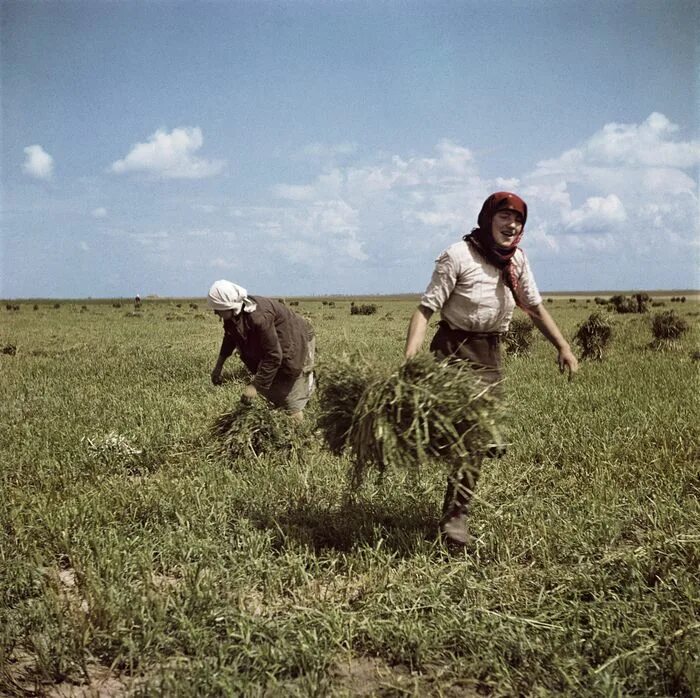 Поле ссср фото ROBERT CAPA Mujeres que trabajan en la granja colectiva de Shevchenko, cerca de 