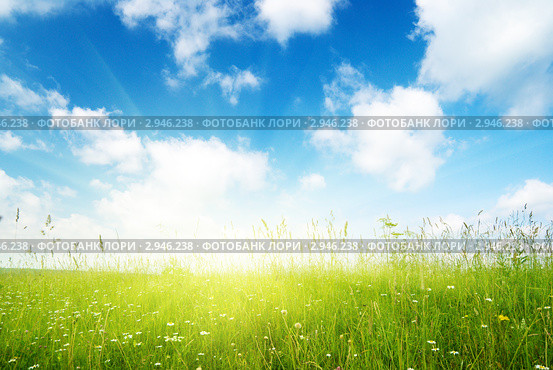 Поле стоковое фото Летний луг с высокой травой и ромашками под синим небом с белыми облаками. Стоко