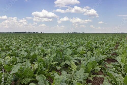 Поле свеклы фото Sugar beet crops field, agricultural landscape Stock Photo Adobe Stock