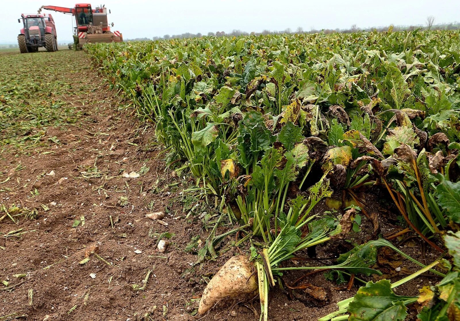 Field of the beetroot. Stock Photo Adobe Stock