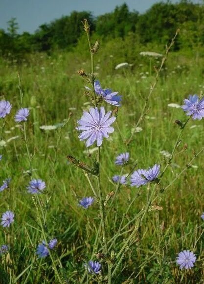 Поле цикория фото Chicory Edible wild plants, Edible plants, Wild foraging