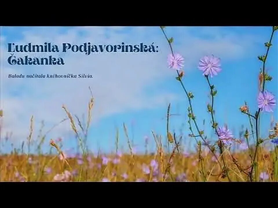 Поле цикория фото Ľudmila Podjavorinská : Čakanka - YouTube