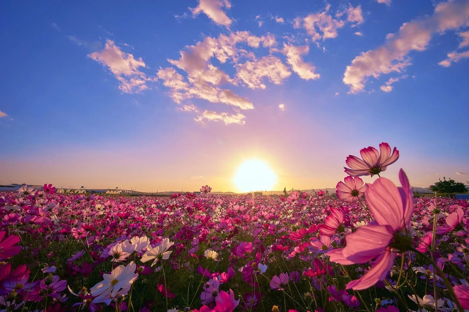 Поле цветов фото Hermoso campo con flores al amanecer Fotografi alam, Fotografi putih, Wallpaper 