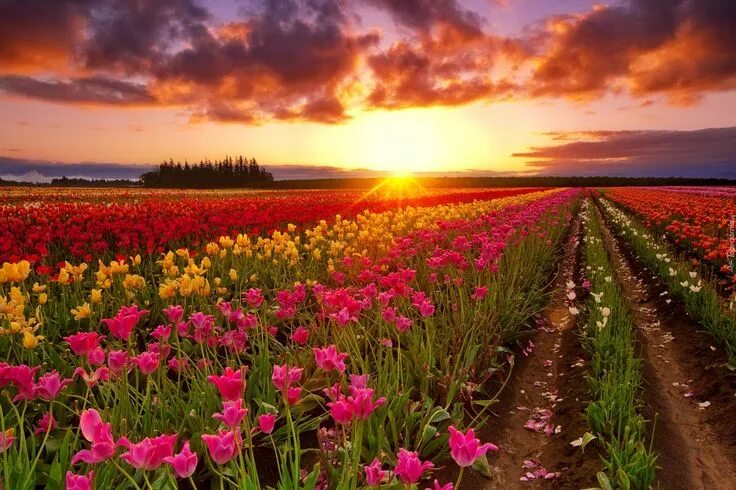 Поле цветов картинки фото Tulipany, Plantacja, Zachód słońca, Chmury Tulips, Sunset wallpaper, Planting fl