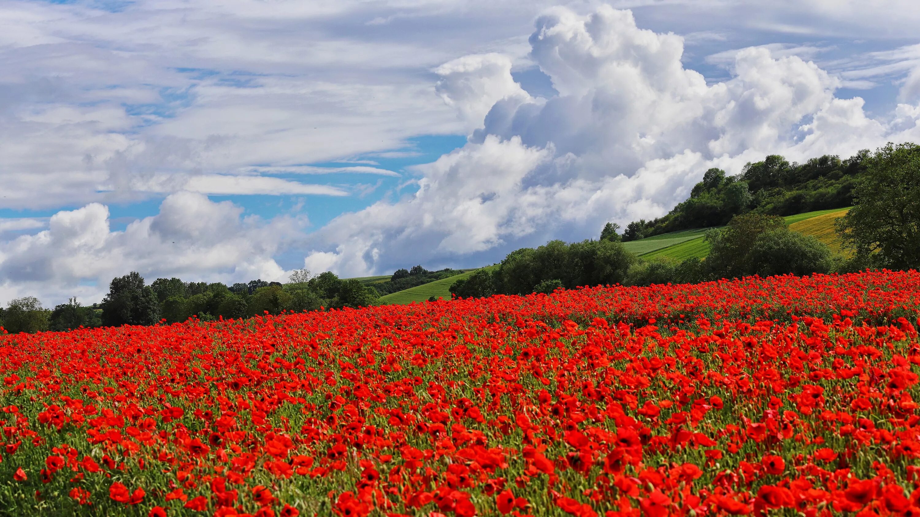 Поле цветов картинки фото Download wallpaper summer, the sky, clouds, flowers, Maki, meadow, poppy field, 