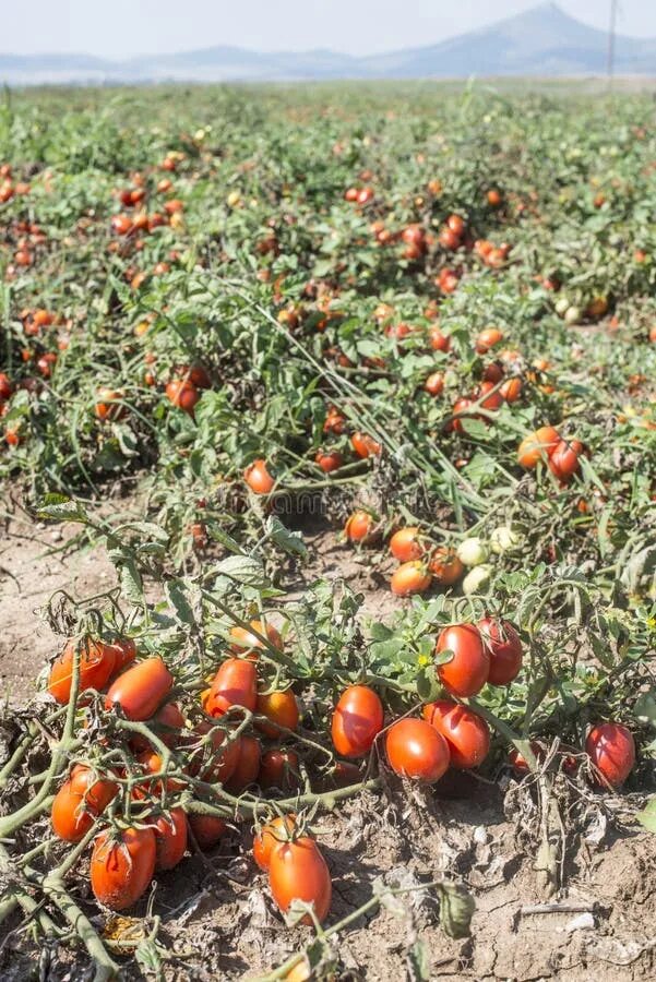 Поле томатов фото Tomatoes Grown in the Field Stock Image - Image of natural, dirt: 49997077