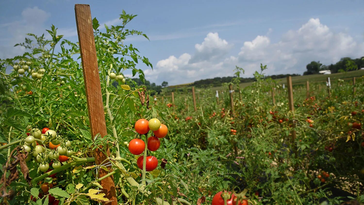 Поле томатов фото Mountain Horticultural Crops Research Station - College of Agriculture and Life 