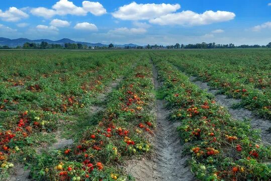 Поле томатов фото Tomato Field Images - Browse 751 Stock Photos, Vectors, and Video Adobe Stock