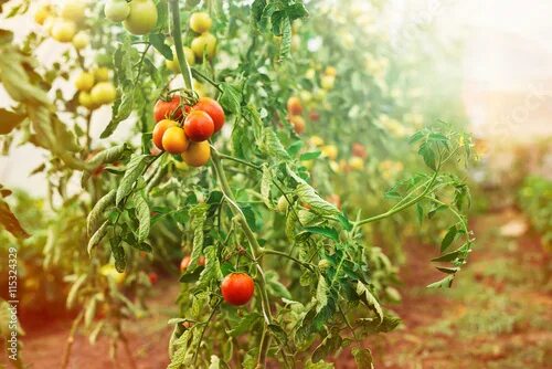 Поле томатов фото Tomato plantation. Stock Photo Adobe Stock