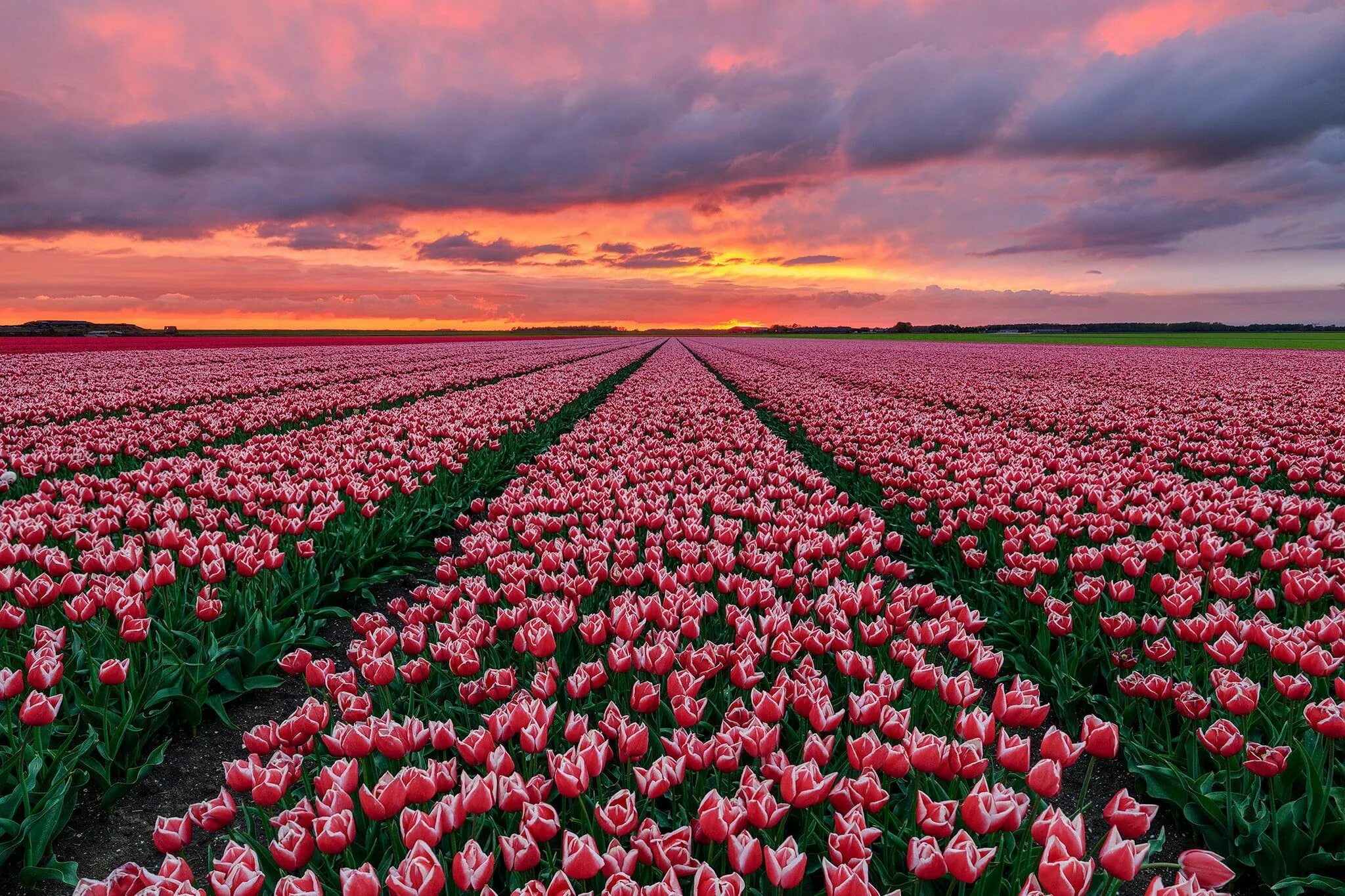 Поле тюльпанов фото #Flowers #Tulip #Field #Nature #Netherlands Pink Flower #Sunset #1080P #wallpape