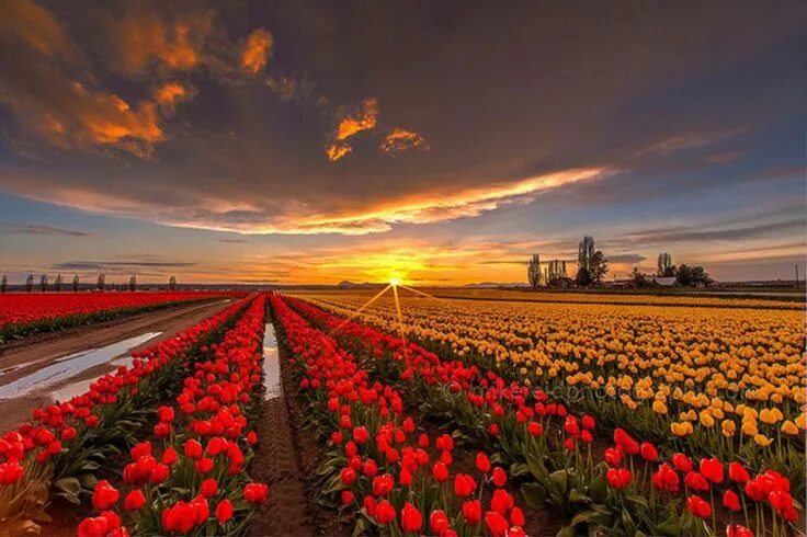 Поле тюльпанов фото красивые Sunset Over The Tulips Field Nature Clouds #2035460 Campo de flores, Campos, Cam