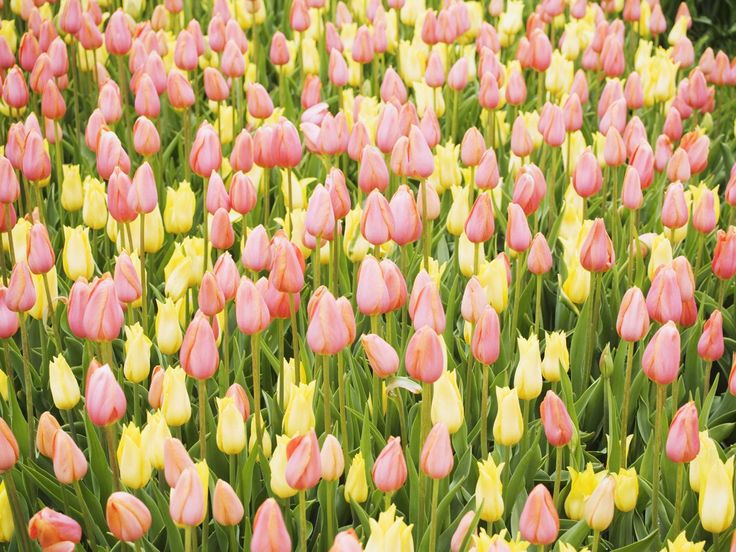 Поле тюльпанов фото с днем рождения Tulip field Тюльпановые поля, Цветок, Красивые цветы