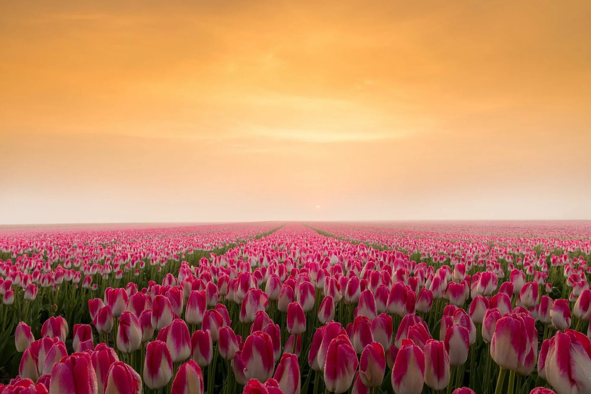 Поле тюльпанов фото с днем рождения Photograph Tulips in the early morning during sunrise. by gerda2 on 500px