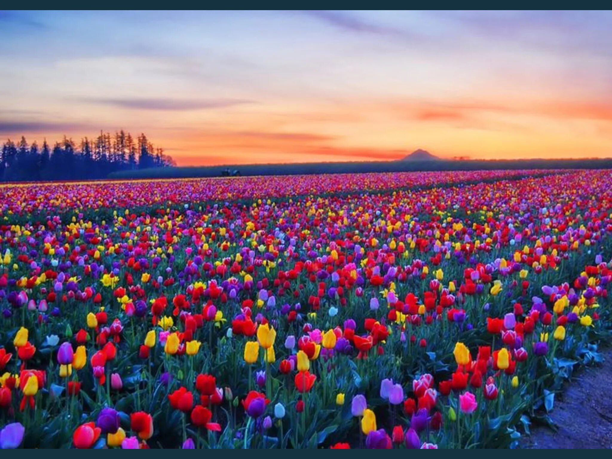 Поле тюльпанов фото с днем рождения Wooden Shoe tulip farm sunset. Skagit valley tulip festival, Tulip fields, Tulip