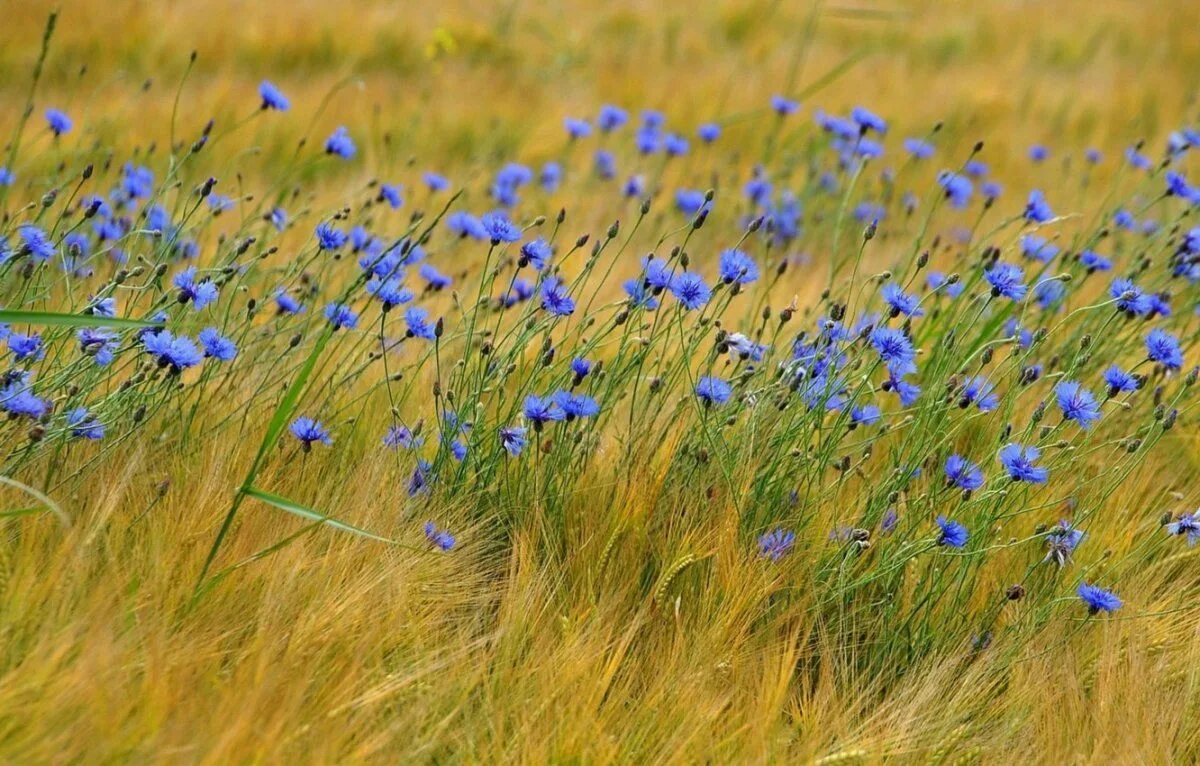 Поле васильков фото Поле Васильков - 62 фото Wild flowers, Meadow flowers, Spring landscape