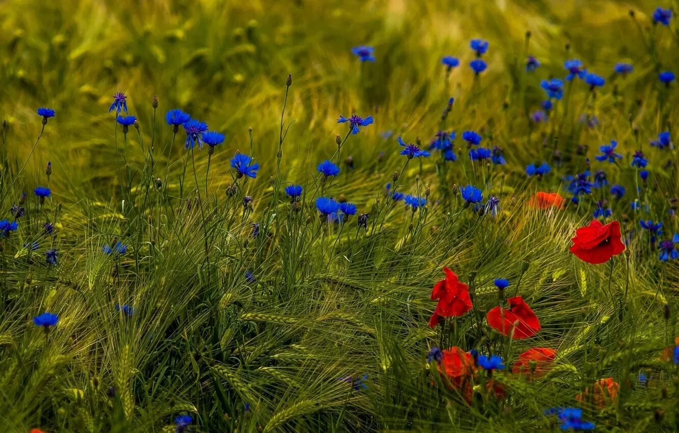 Поле васильков фото в хорошем качестве Wallpaper field, flowers, Maki, ears, cornflowers for mobile and desktop, sectio