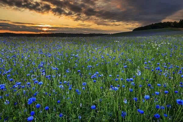 Поле васильков фото в хорошем качестве Prints of Field of cornflowers, -Centaurea cyanus-, sunset, Baltic Seaside Resor