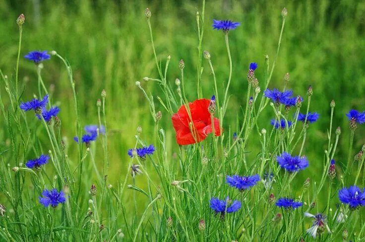 Поле васильков фото в хорошем качестве wild flowers Flowers, Wild flowers, Secret garden