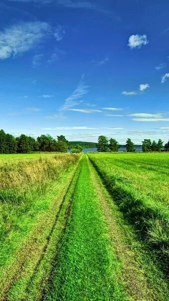 Поле вертикальное фото Поле и дорога и воздух: найдено 90 изображений