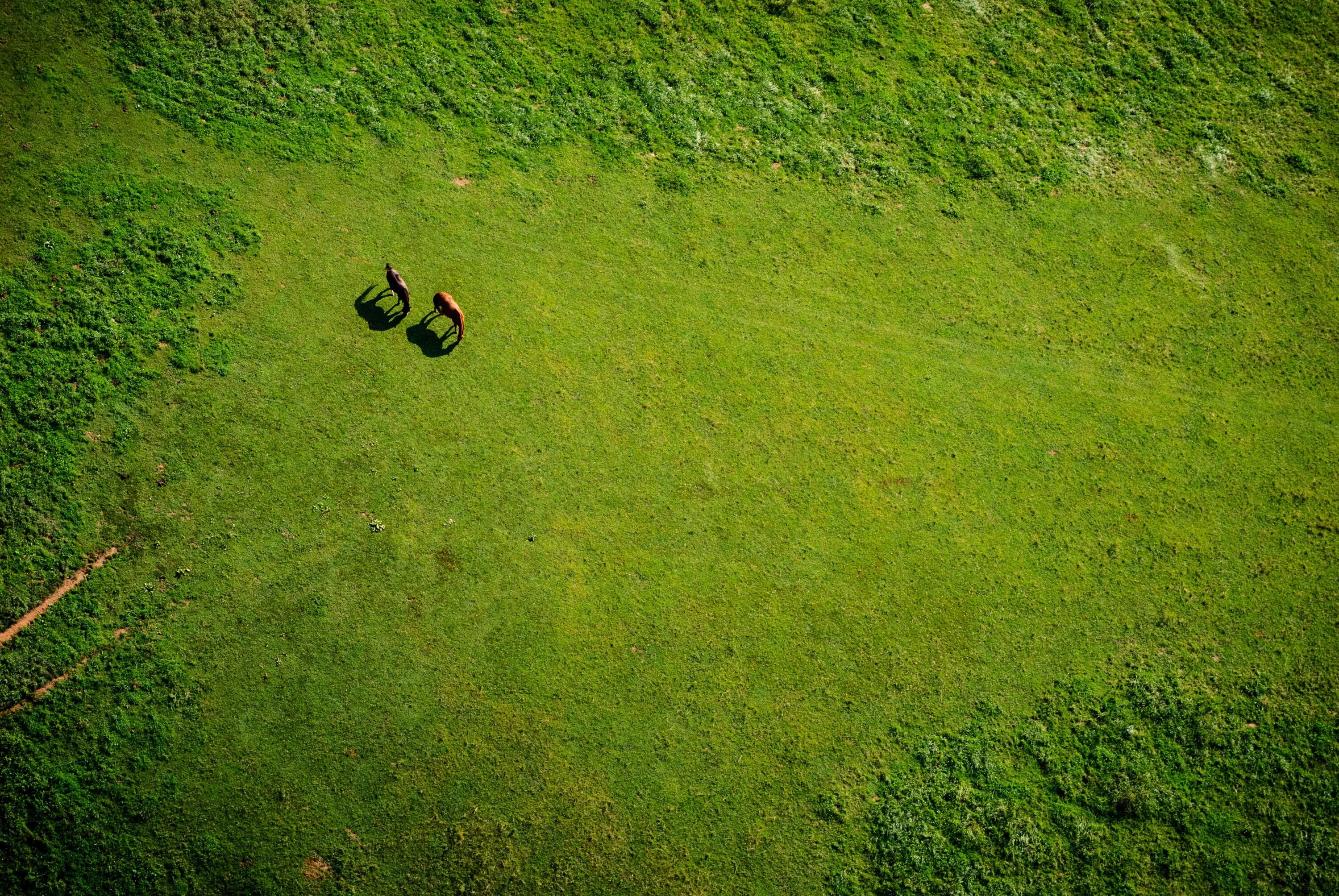 Поле вид сверху фото Wallpaper : sunlight, forest, animals, hill, nature, field, moss, green, dirt, w