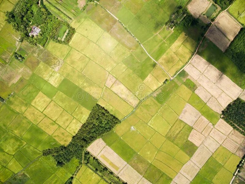 Поле вид сверху фото Rice Field Plantation Pattern Stock Photo - Image of paddy, natural: 62644296