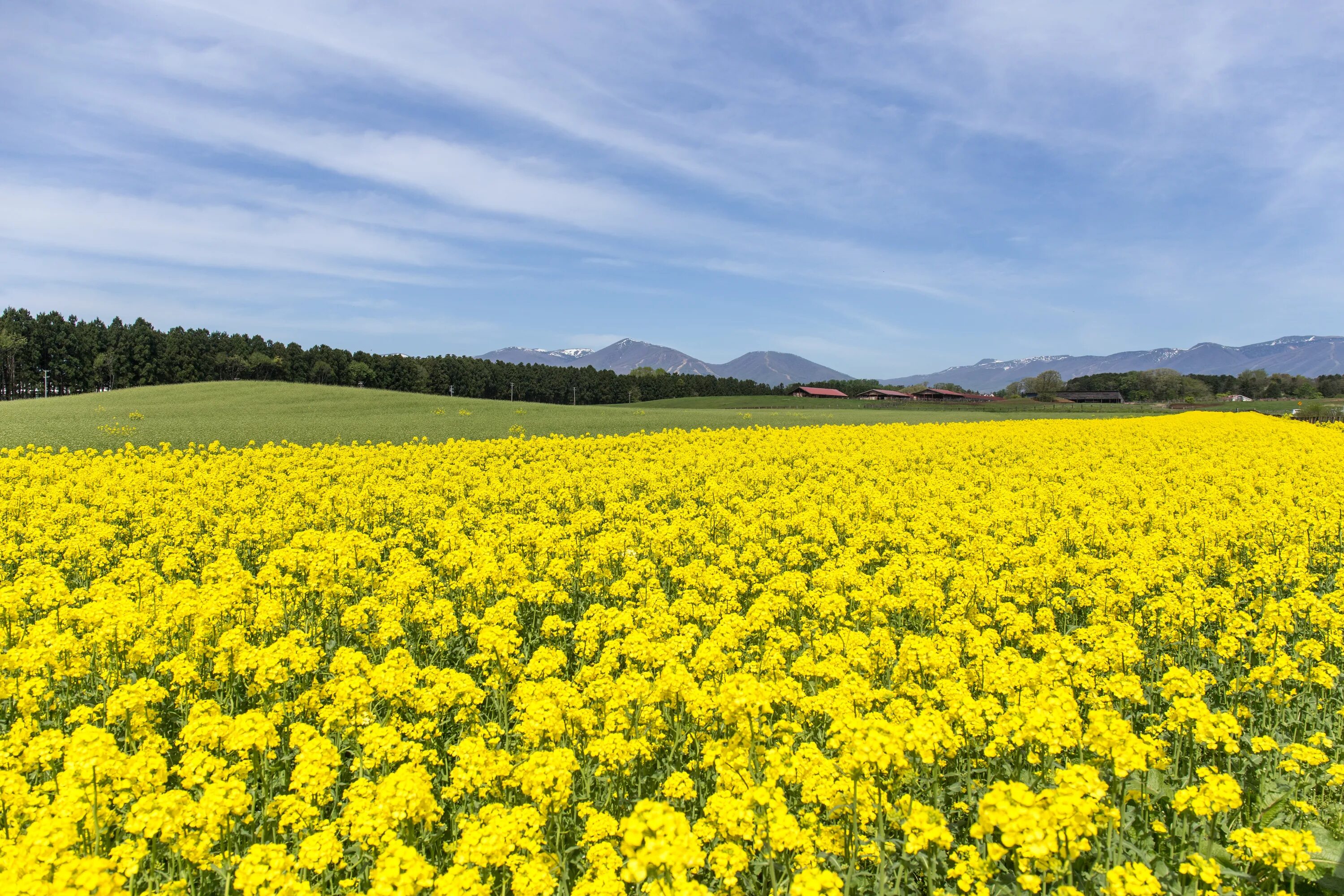 Поле желтых цветов фото Free Images : landscape, mountain, cloud, field, meadow, prairie, flower, view, 