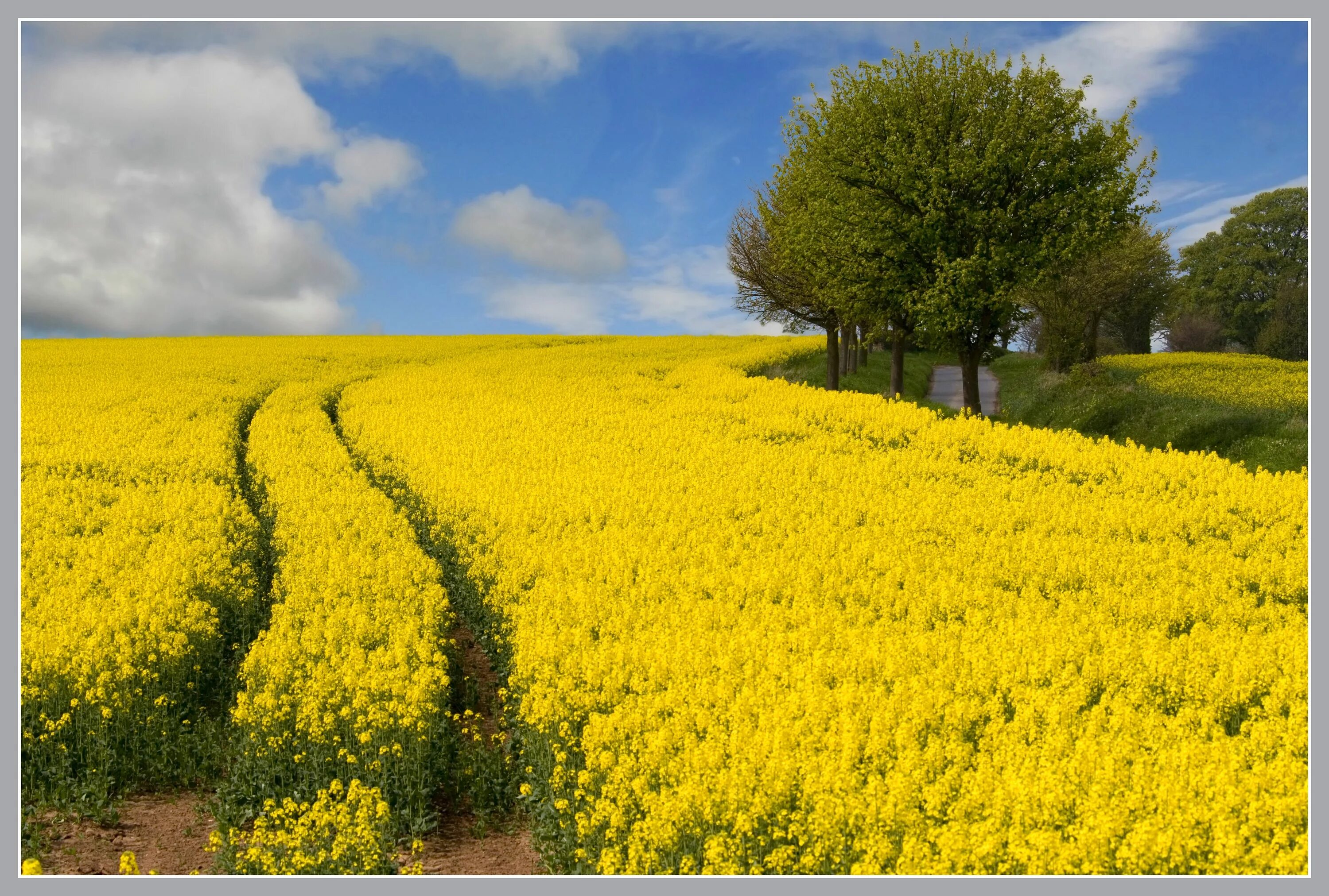 Поле желтых цветов фото Wallpaper : landscape, nature, sky, field, yellow, spring, Rapeseed, tree, flowe