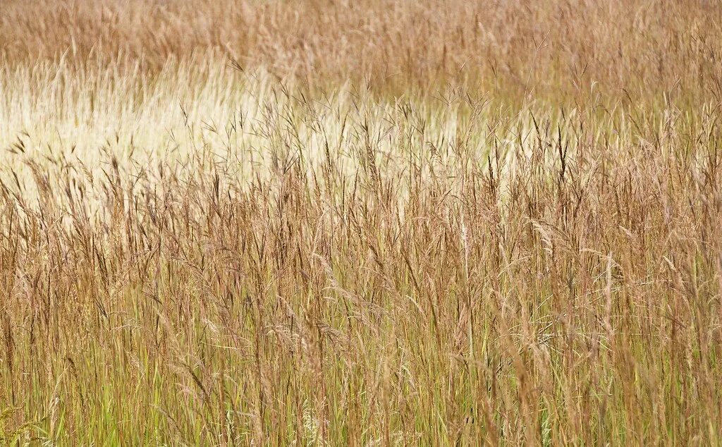 Поле злаков фото Prairie Grasses II Prairie Grasses, Glacial Park, McHenry . Flickr