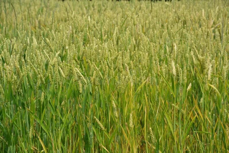 Поле злаков фото Crop, Grass, Food Grain, Grass Family Picture. Image: 124940383