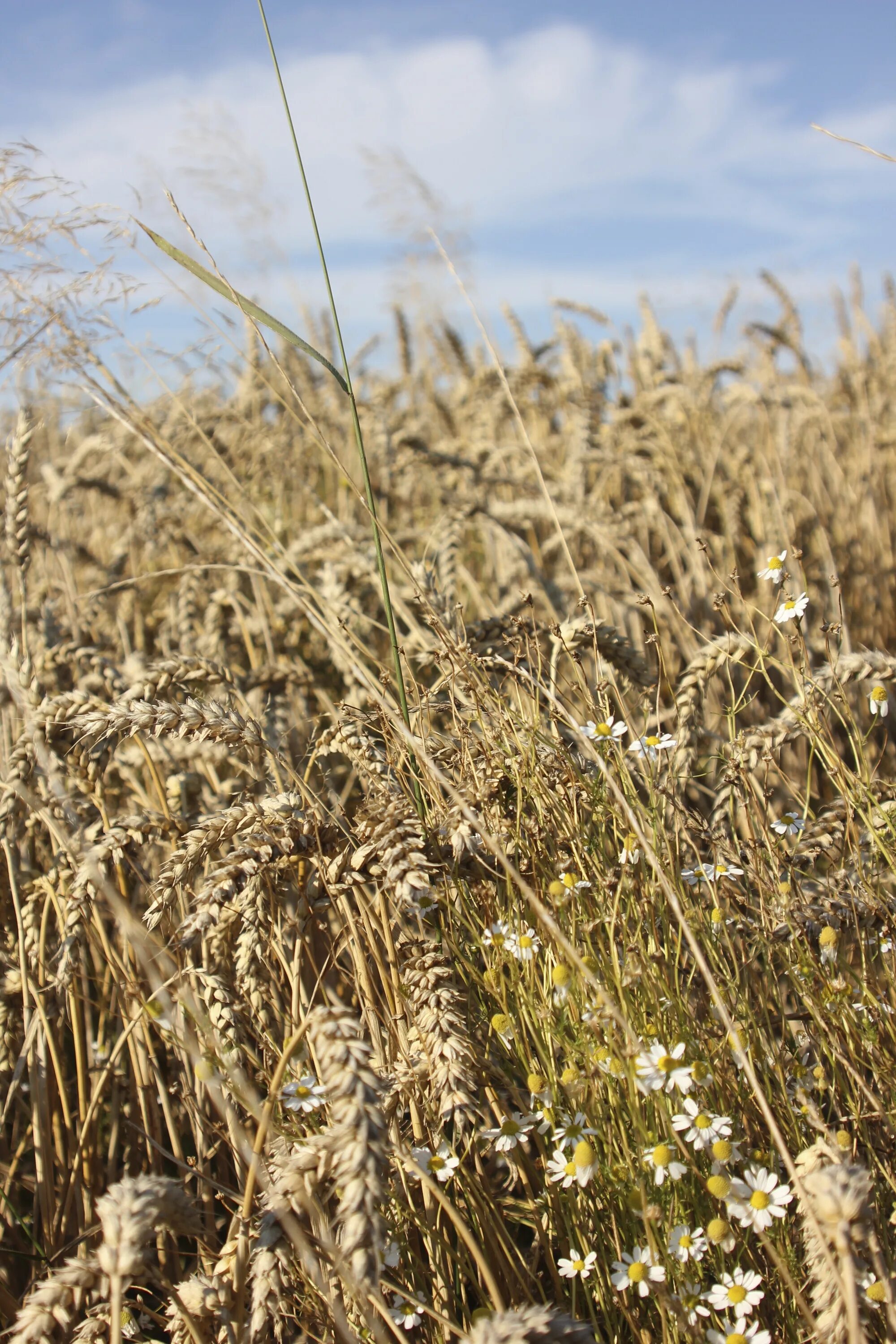 Поле злаков фото Free Images : nature, wheat, prairie, flower, harvest, produce, crop, soil, agri