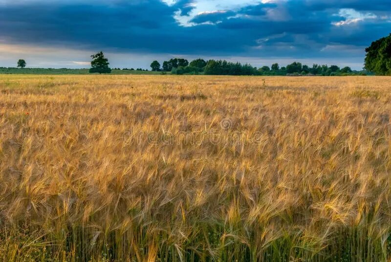 Поле злаков фото Crop, Field, Ecosystem, Grassland Picture. Image: 107375031