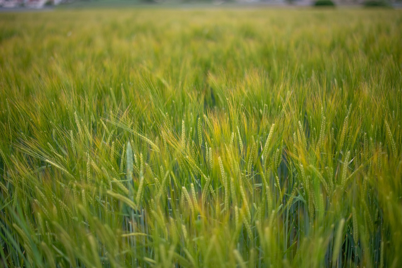 Поле злаков фото Field, cereals, agriculture, wheat, cornfield - free image from needpix.com