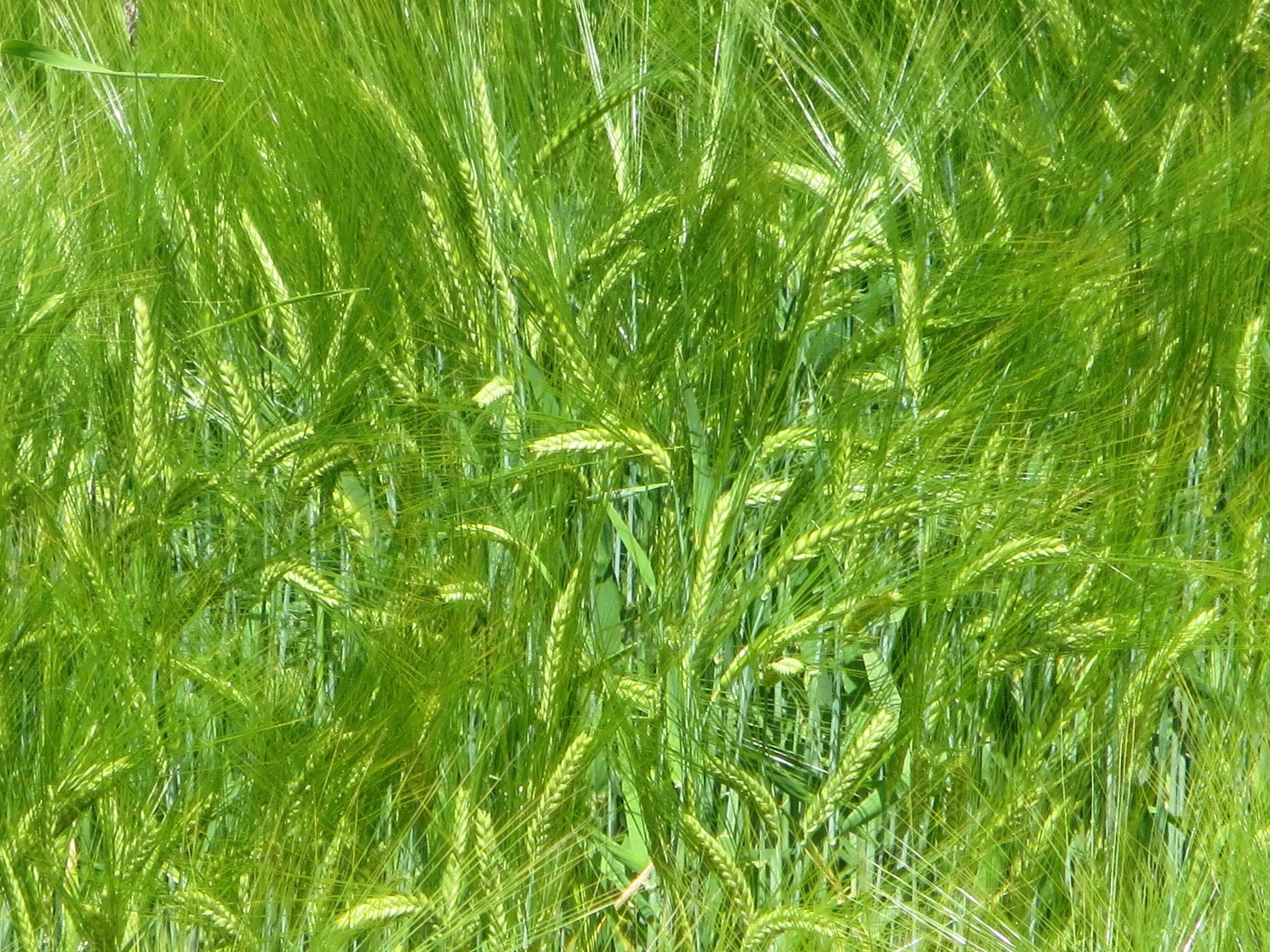 Поле злаков фото Free Images : nature, lawn, meadow, barley, grain, prairie, flower, food, green,