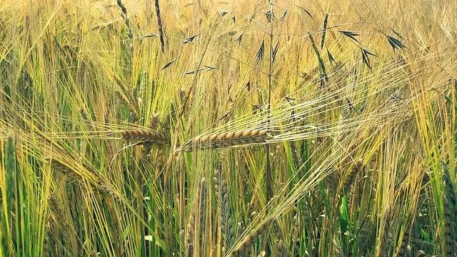 Поле злаков фото Photo By cocoparisienne Pixabay #cornfield #barley #grainsagriculture #farmingph