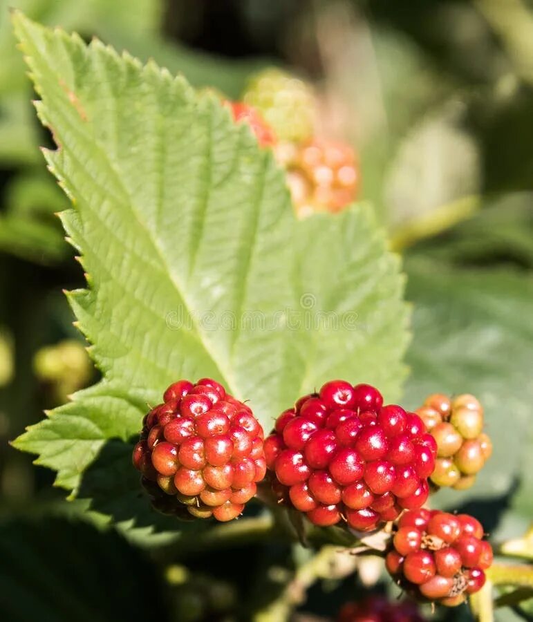 Поленика ягоды фото и описание Berry, Raspberries Blackberries And Dewberries, Mulberry, Blackberry Picture. Im