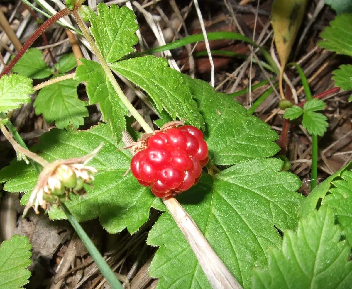 Поленика ягоды фото и описание Файл:Rubus arcticus berry.jpg - Википедия