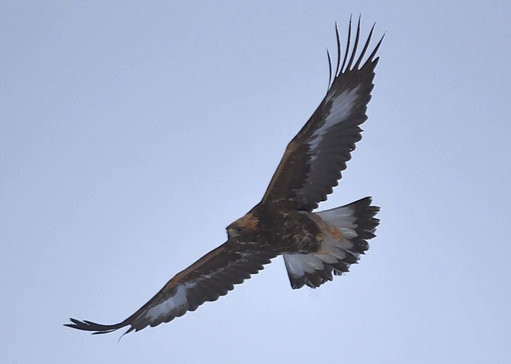 Полет беркута фото Golden Eagle (Aquila chrysaetos). Birds of Siberia.