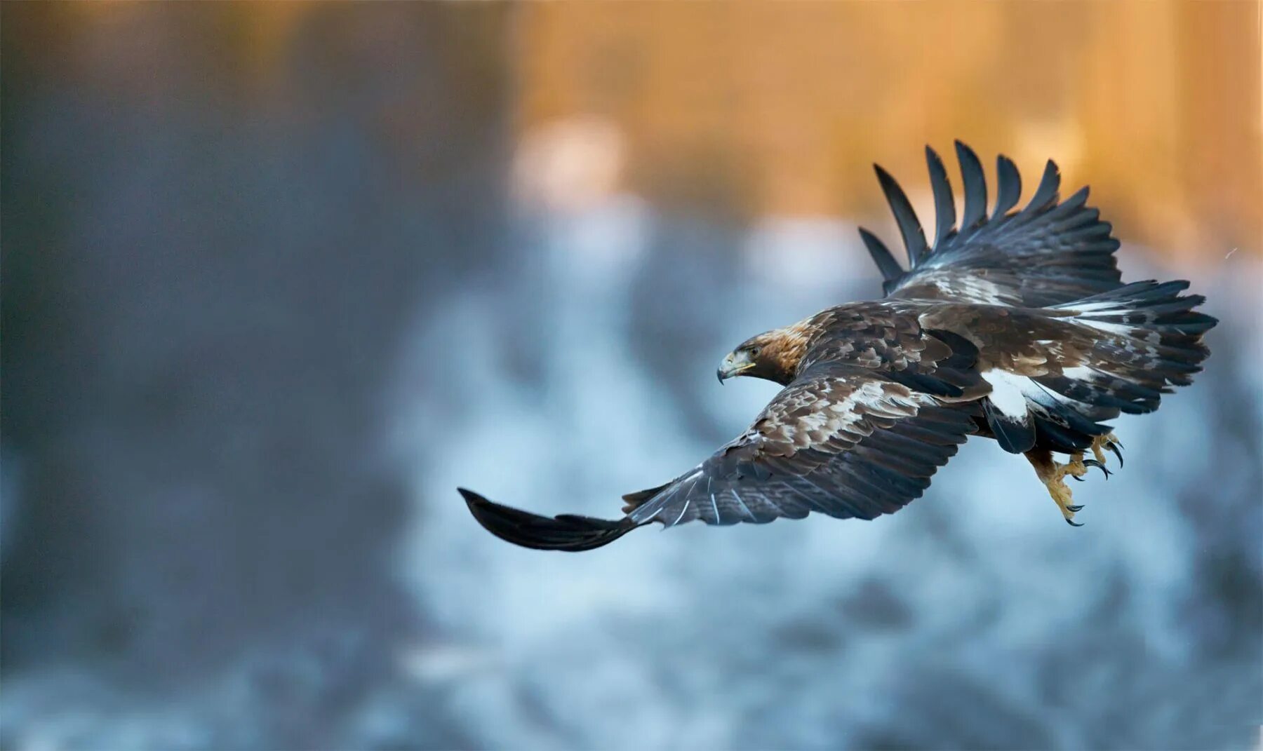 Полет беркута фото L'histoire de l'aigle royal en Europe - Revue Salamandre - La Salamandre