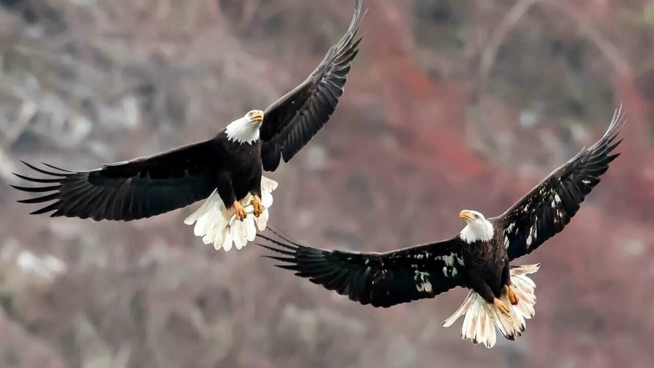 Полет орлов фото American Ortodontic Bald Eagle 1/4" - купить по низкой цене на Яндекс Маркете