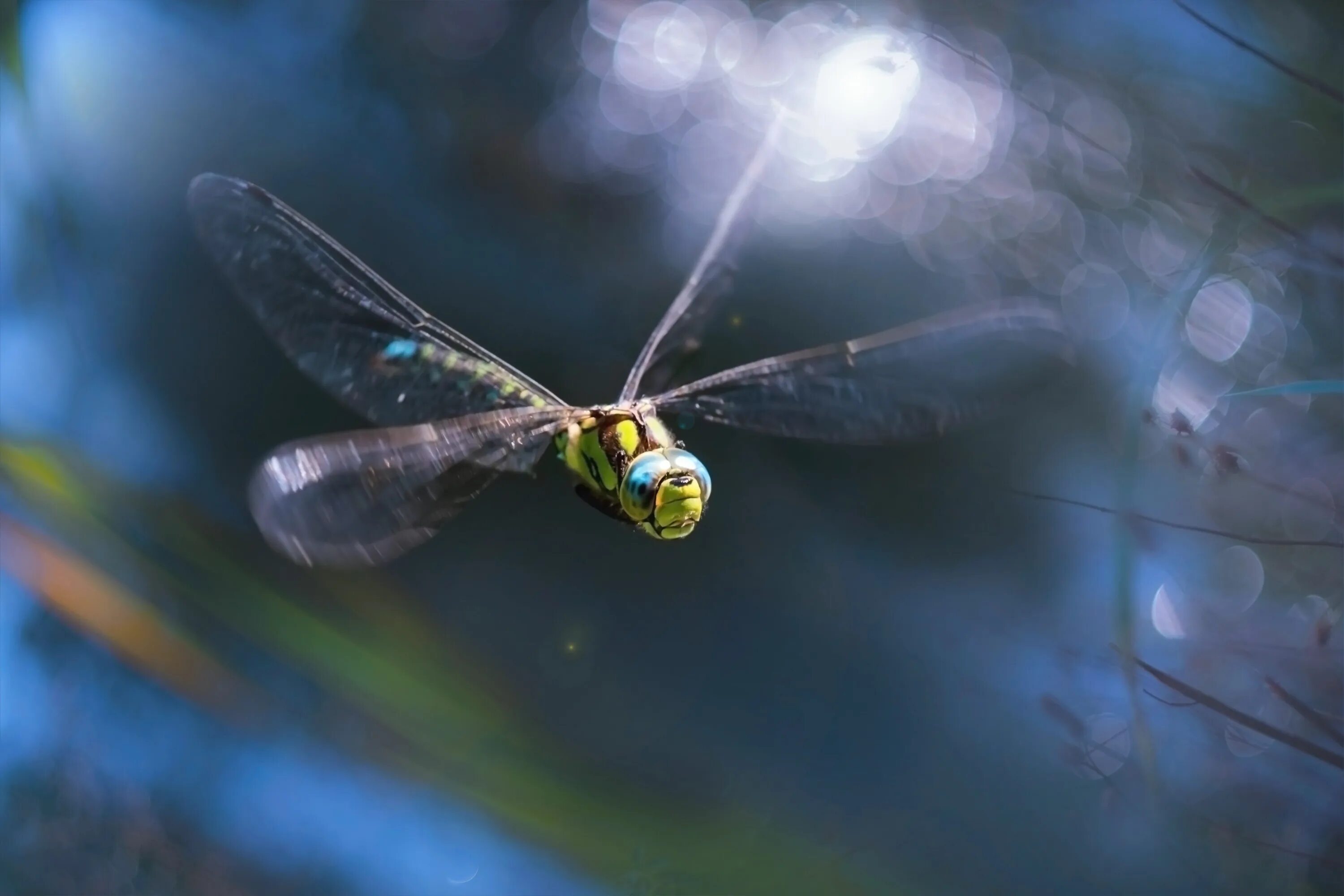 Полет стрекозы фото Macro Dragonfly Nature free image download