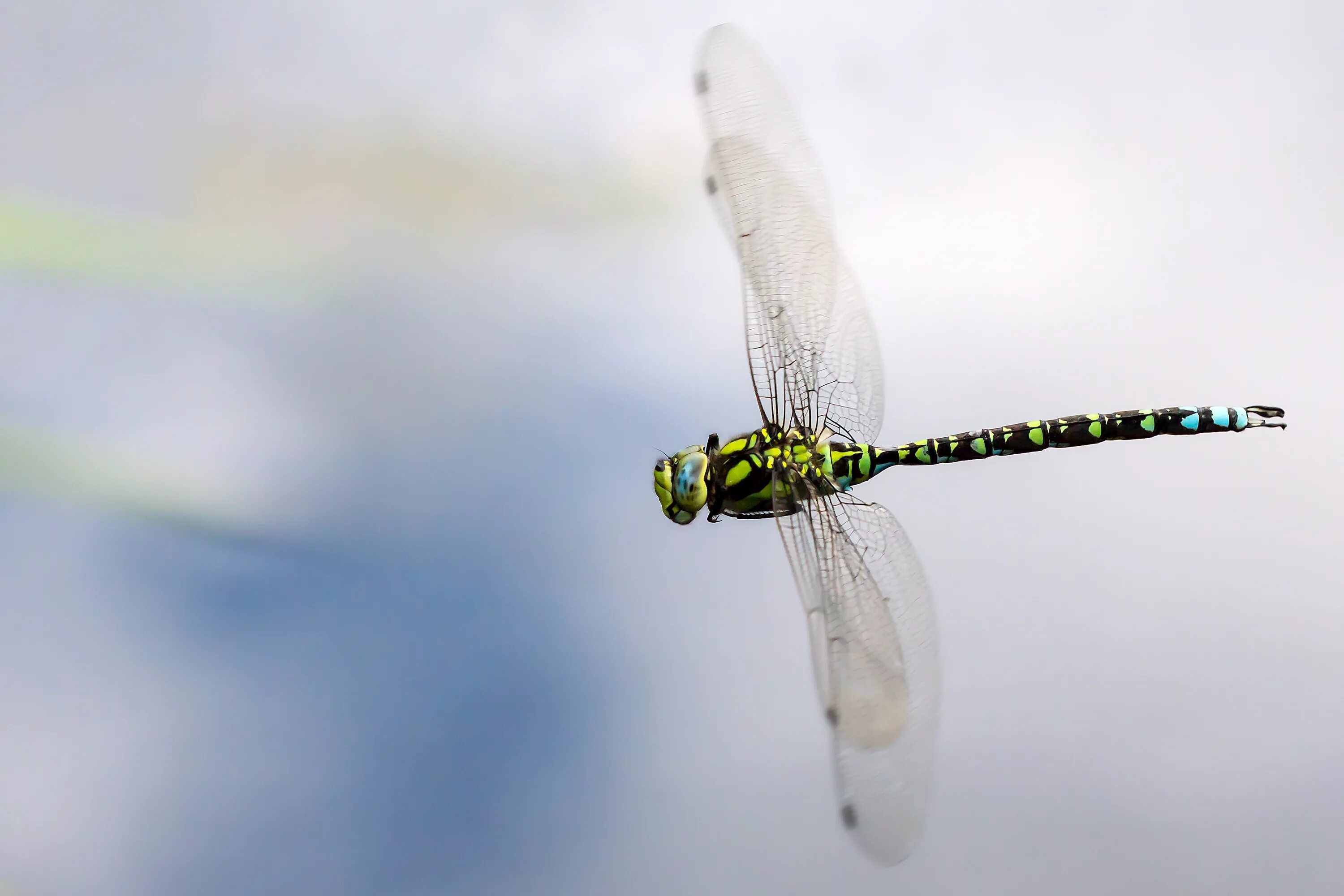 Полет стрекозы фото Wallpaper : nature, wings, insect, green, flying, wildlife, UK, head, Hawker, Fl