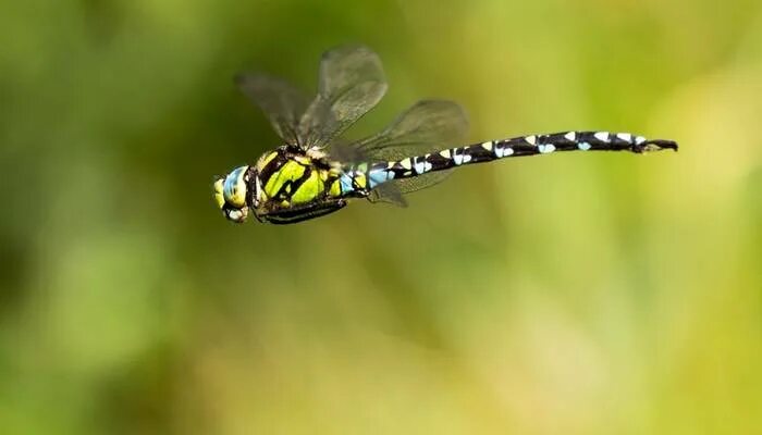 Полет стрекозы фото Dragonfly Watching Holidays for 2024/25 - Naturetrek