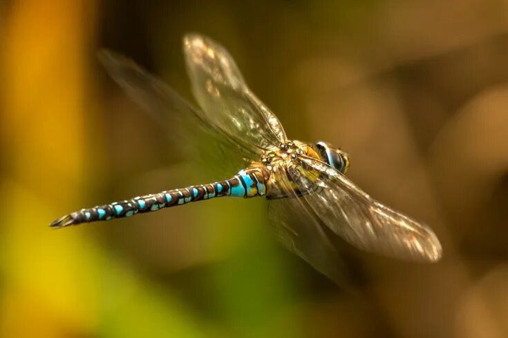 Полет стрекозы фото Male Azure Hawker Dragonfly in Flight