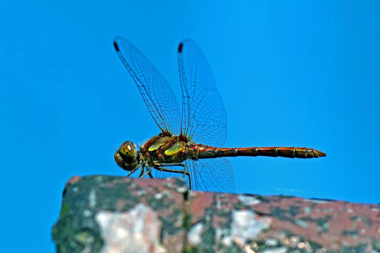 Полет стрекозы фото Download free photo of Darter sympetrum, dragonfly, flight insect, dragonflies, 