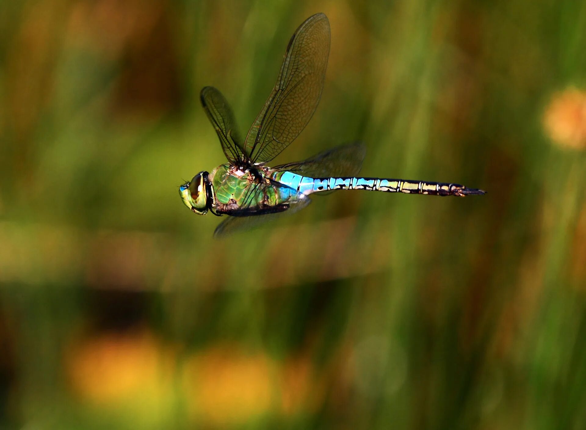 Полет стрекозы фото Download wallpaper greens, summer, flight, background, dragonfly, insect, Wallpa