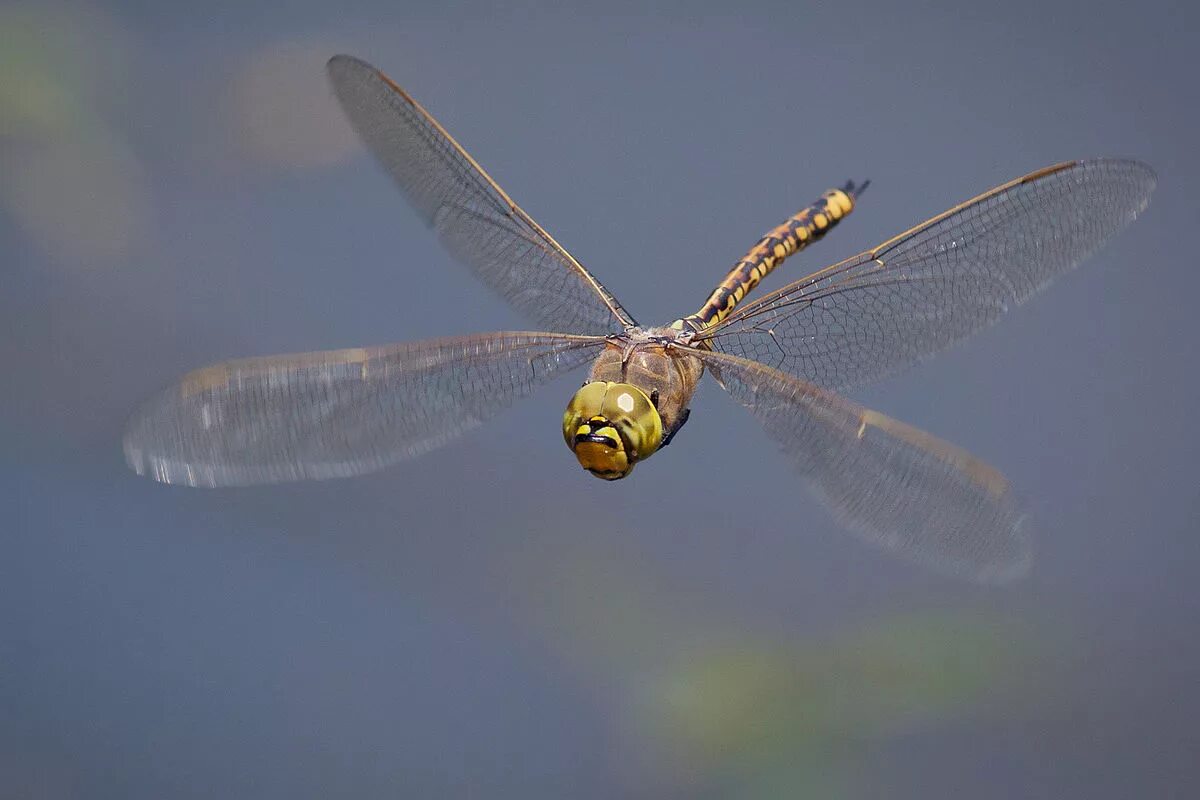 Полет стрекозы фото File:Australian Emperor in flight.jpg - Wikipedia