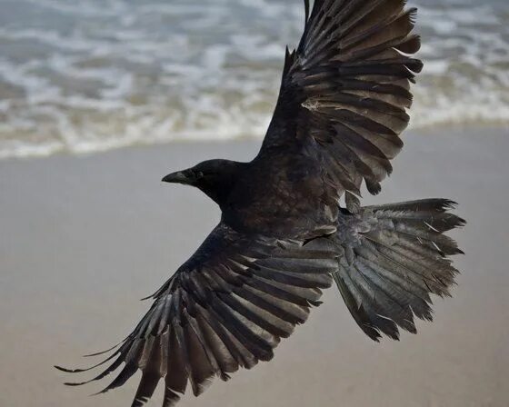 Полет вороны фото Crow at the Beach This is a photograph of a Crow flying above the beach. 8 X 10 