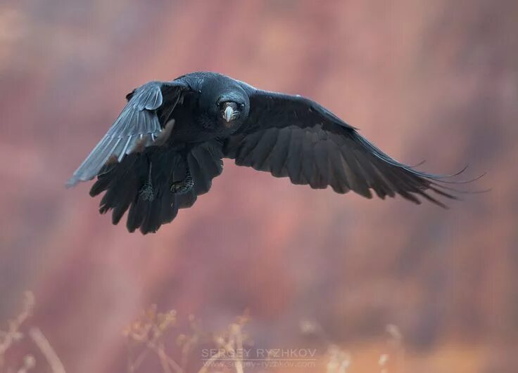 Полет вороны фото Raven In Flight Raven, Raven bird, Crow art